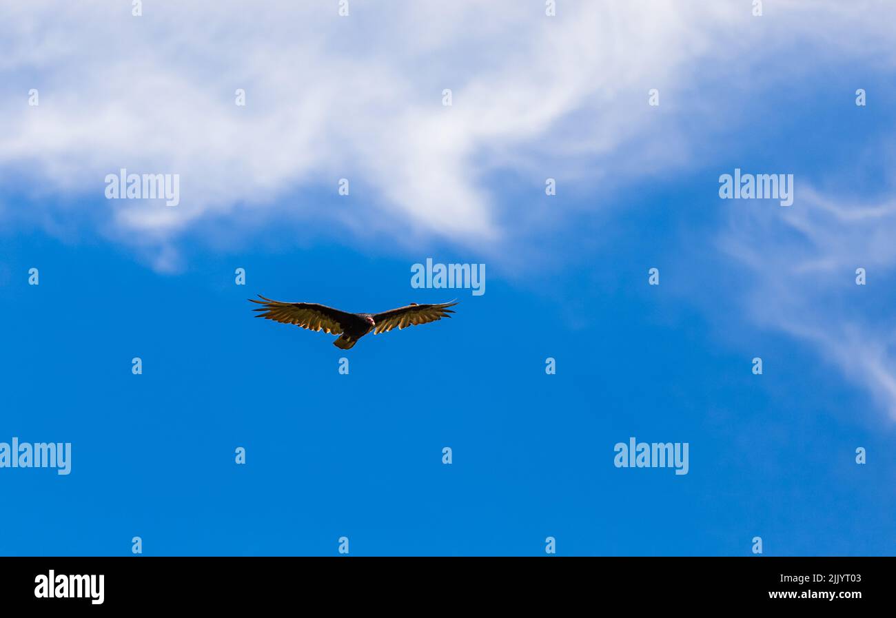 Flying turkey vulture in the sky. Turkey Vulture, Cathartes aura