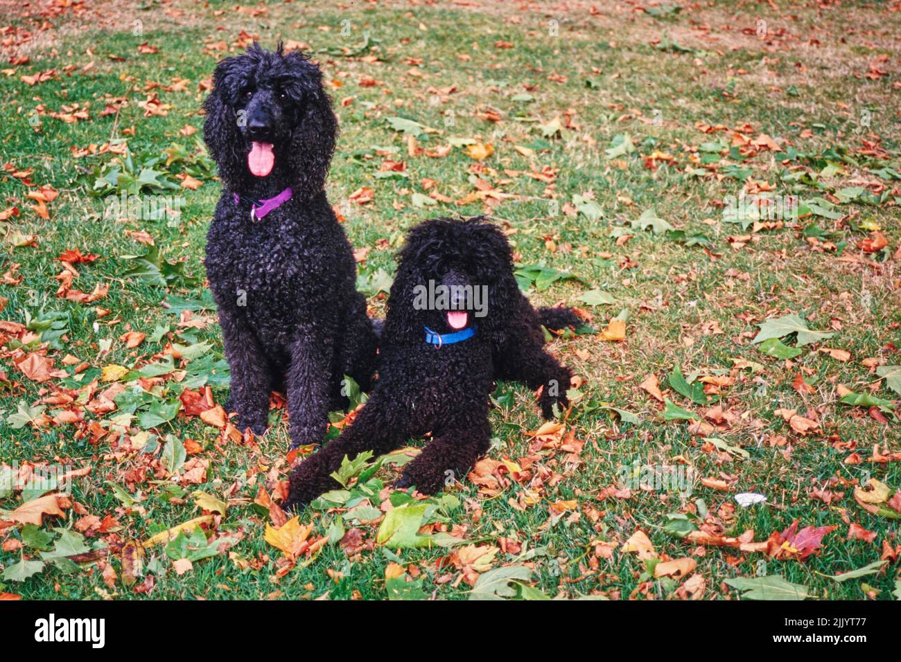 A pair of standard poodle dogs in grass Stock Photo - Alamy
