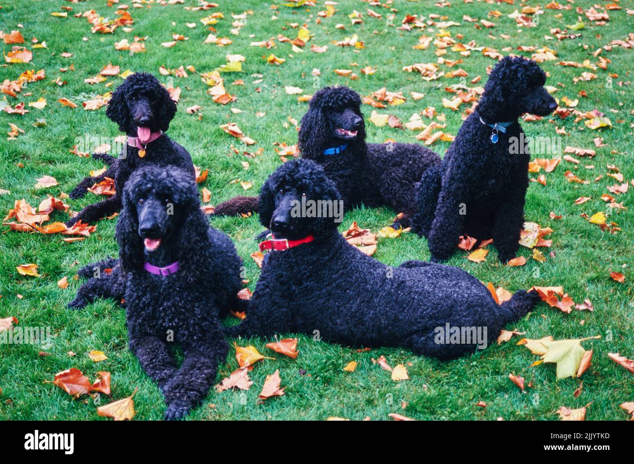 Five standard poodle dogs in grass Stock Photo - Alamy