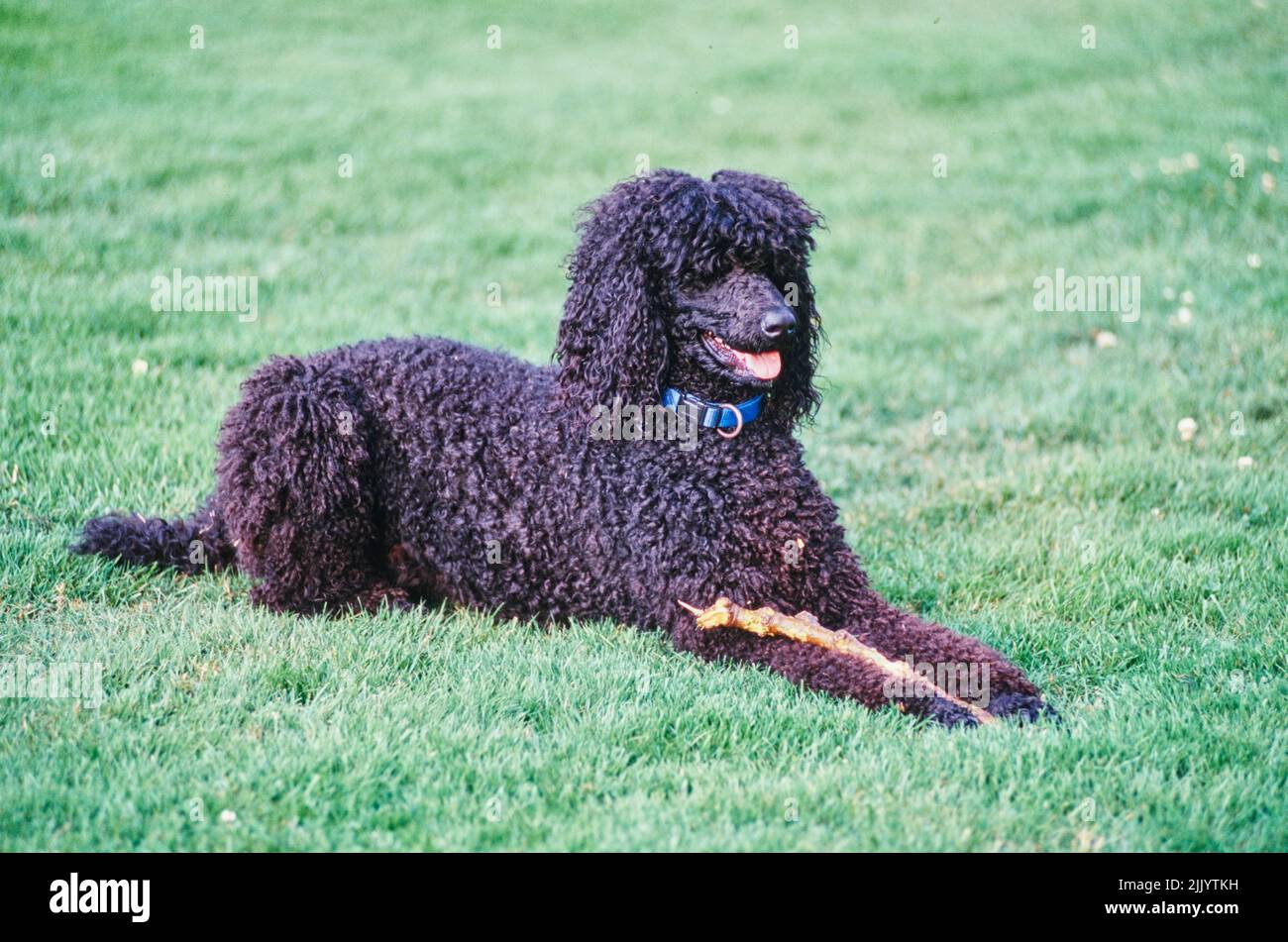 A standard poodle dog in grass Stock Photo - Alamy