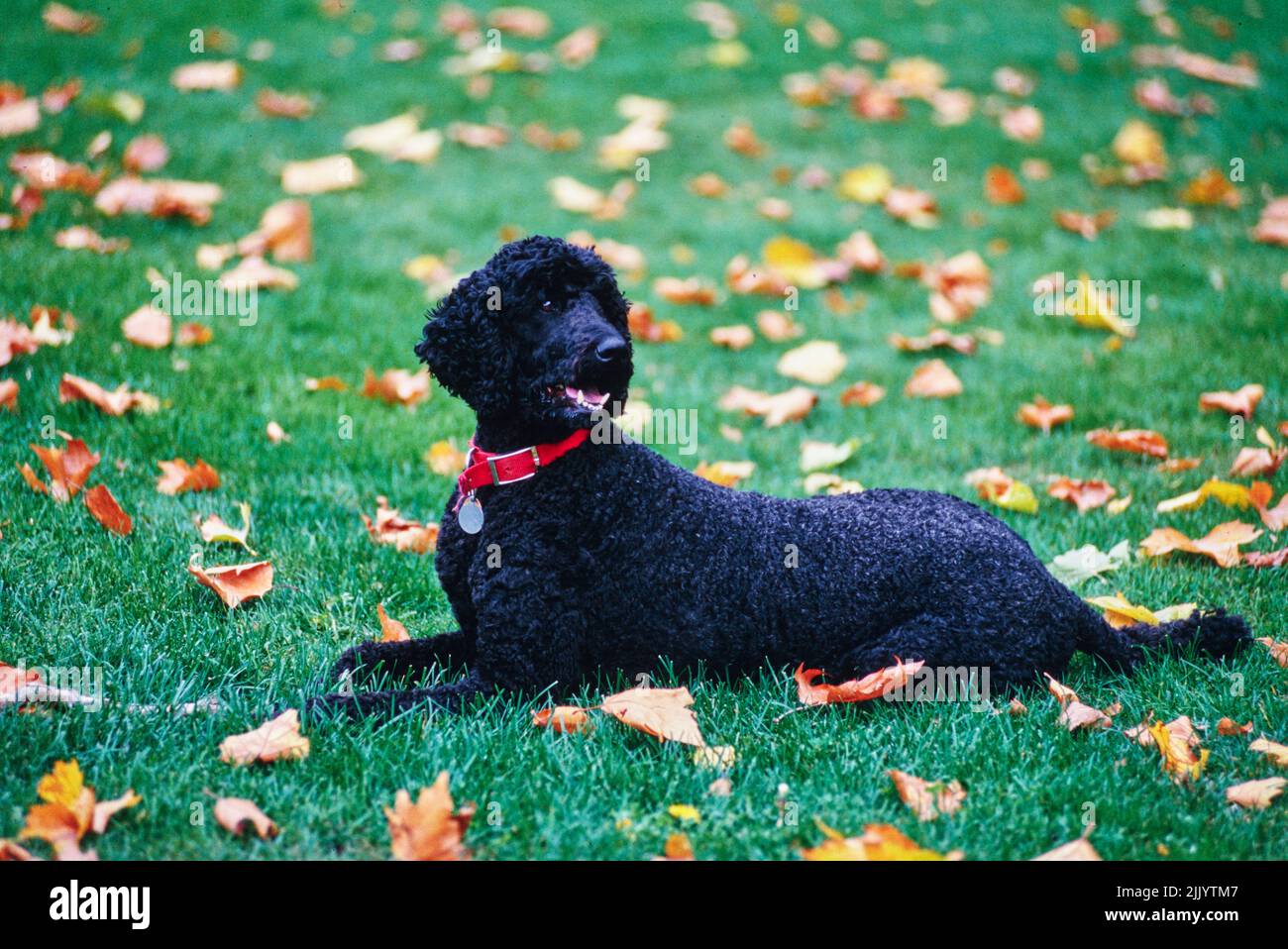 A standard poodle dog in grass Stock Photo - Alamy