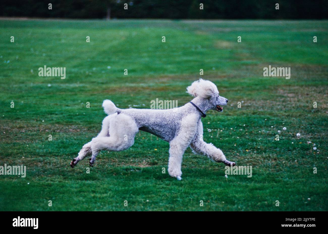 A standard poodle dog in grass Stock Photo - Alamy