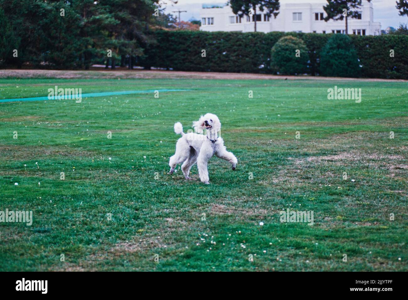 A standard poodle dog in grass Stock Photo - Alamy