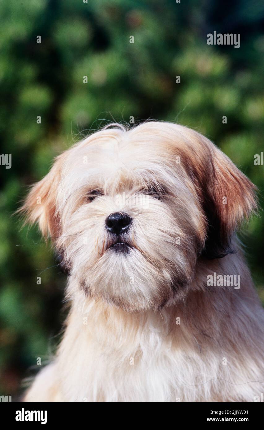 Close up of a Lhasa apso dog on a green background Stock Photo