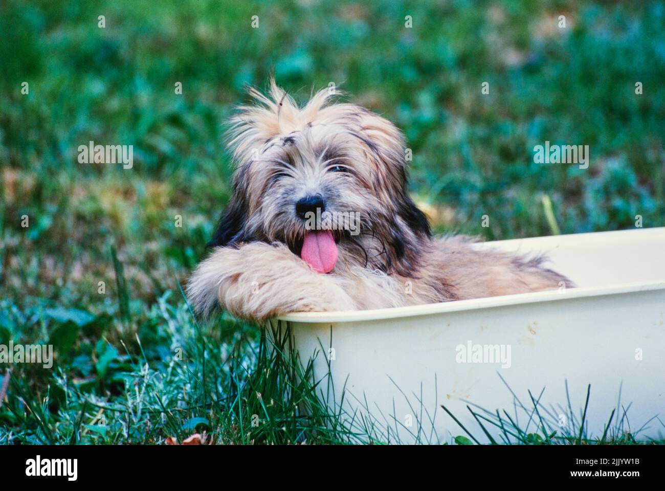 A Lhasa apso in a wash tub Stock Photo Alamy