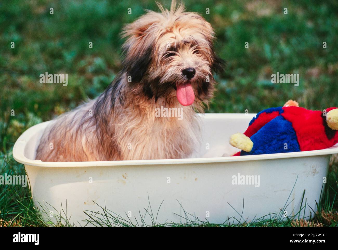 A Lhasa apso in a wash tub with a stuffed animal Stock Photo Alamy