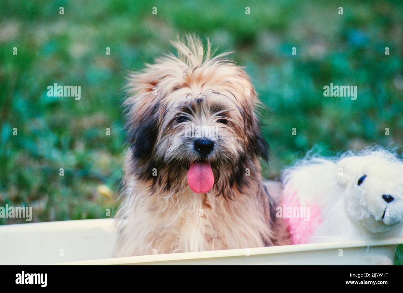 A Lhasa apso in a wash tub with a stuffed animal Stock Photo Alamy