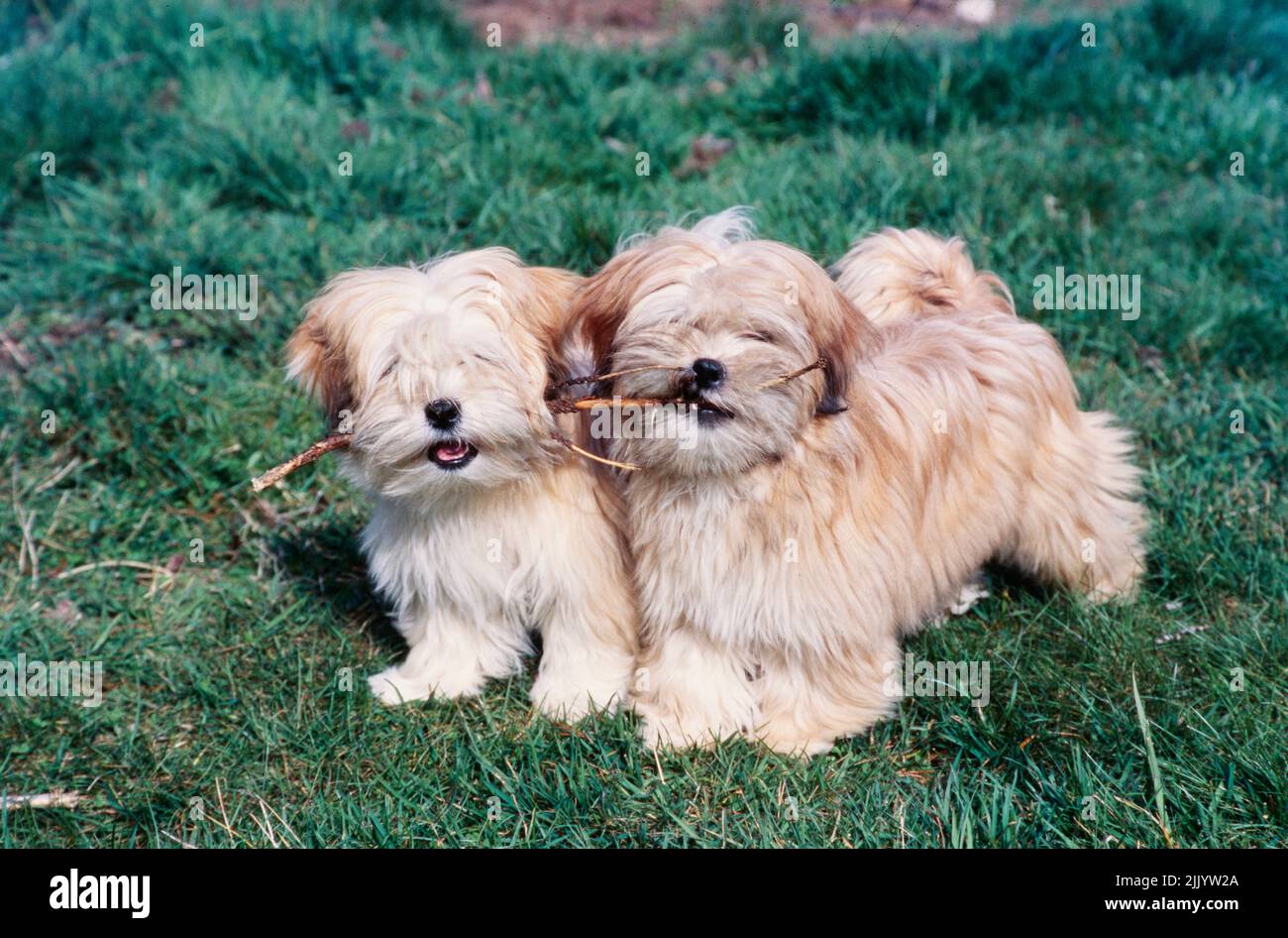 Two Lhasa apso dogs on grass Stock Photo Alamy