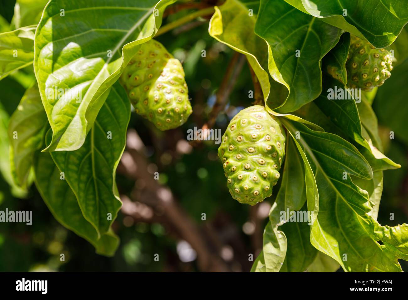 Noni tree, Morinda citrifolia. A medicinal fruit with unique properties