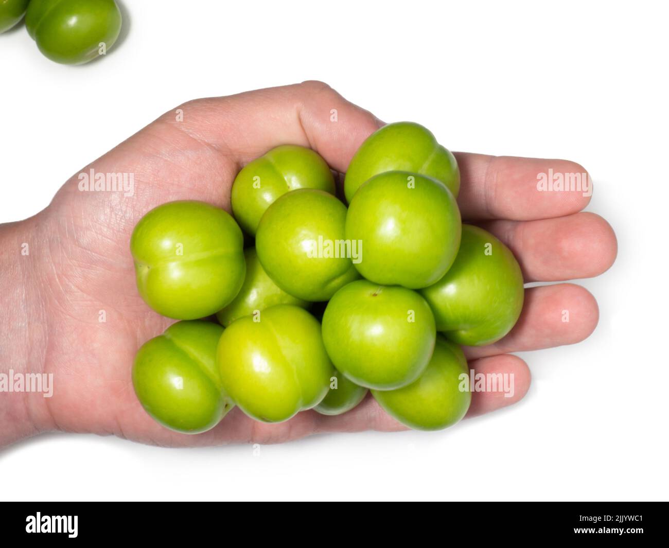 Cherry plum fruits on a white background. Tkemali sauce ingredient