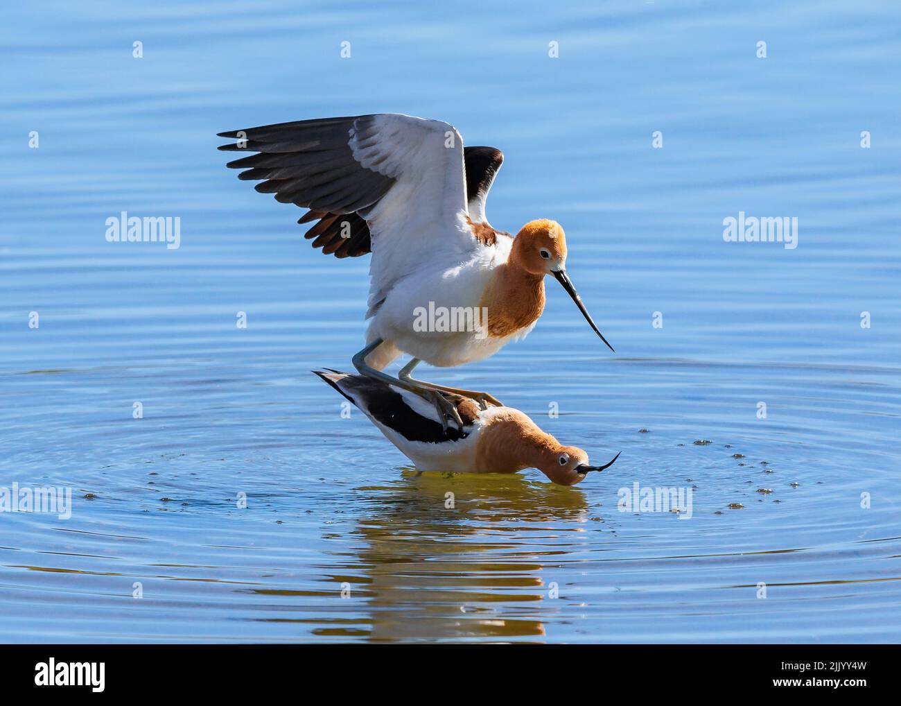 An American Avocet couple mating in a pretty blue lake in mid April in Colorado. Stock Photo