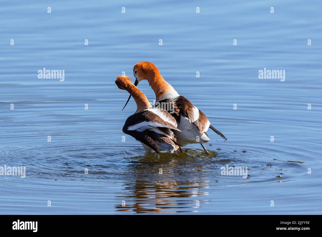 An American Avocet couple with their long bills crossed walking closely together while looking at each other after mating. Stock Photo