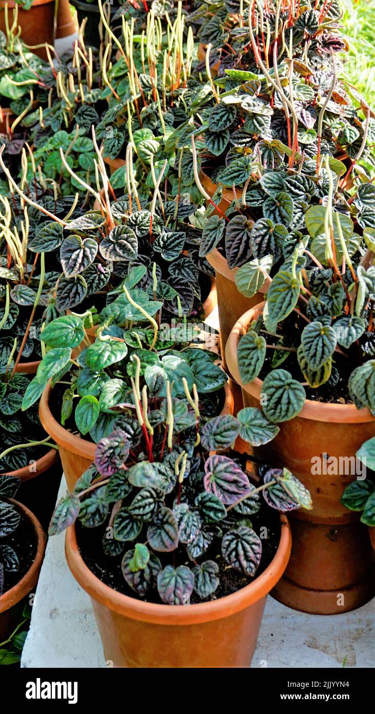 Beautiful garden plants Peperomia caperata also known as Green ripple, Little fantasy pepper etc. at a nursery for sale. Stock Photo