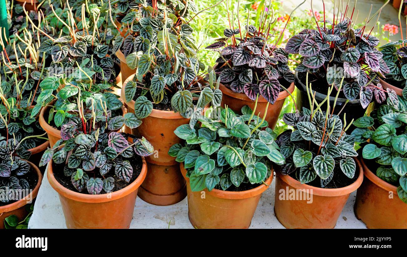 Beautiful garden plants Peperomia caperata also known as Green ripple, Little fantasy pepper etc. at a nursery for sale. Stock Photo
