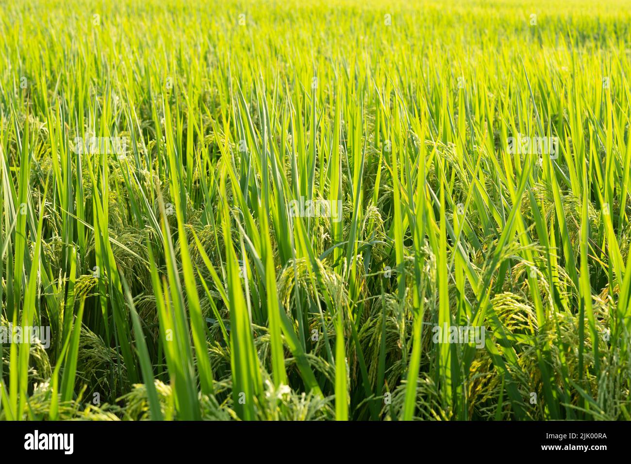 fresh green paddy on the field in the morning horizontal composition Stock Photo