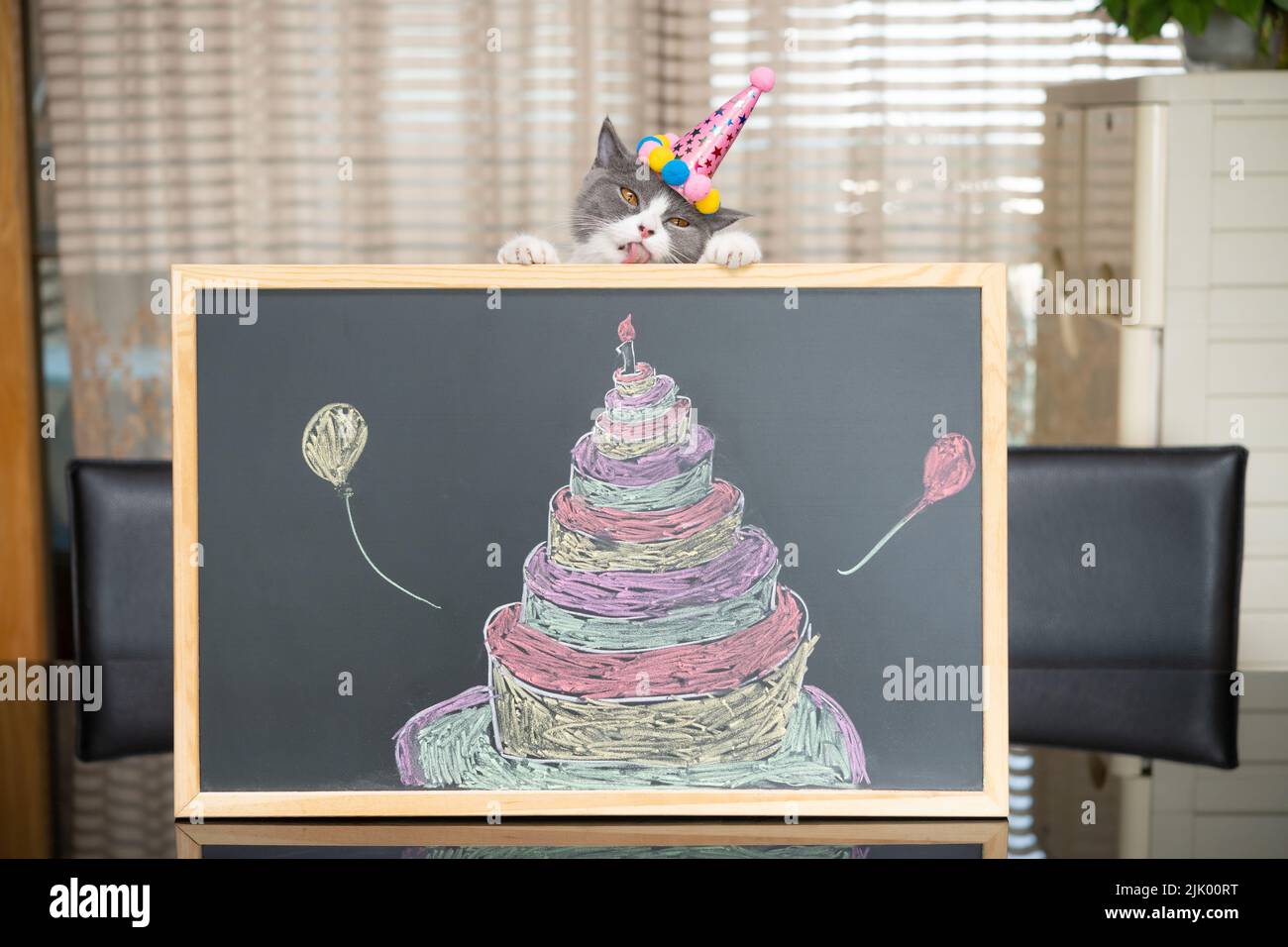 cute british shorthair cat behind a blackboard with birthday cake celebrating her 1-year-old birthday Stock Photo