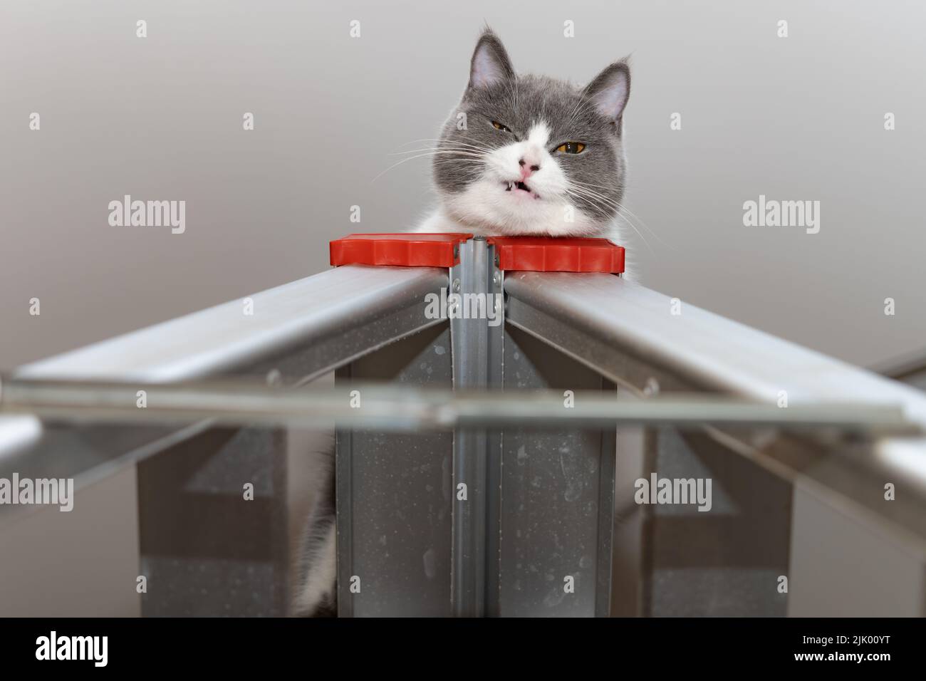 a british shorthair cat lying on top of a ladder Stock Photo