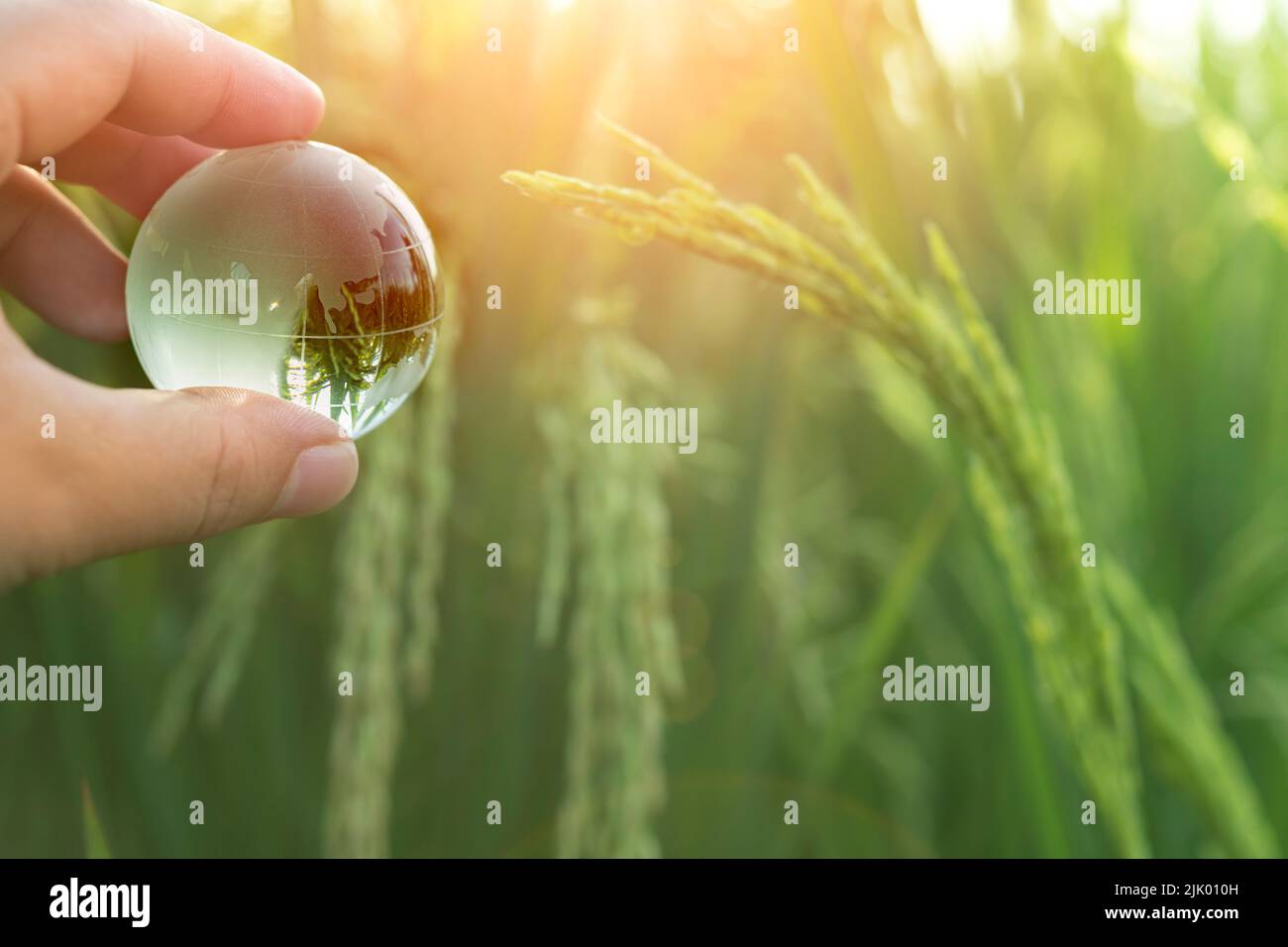 man hand holding a globe in front of immaturate paddy with sunlight Stock Photo