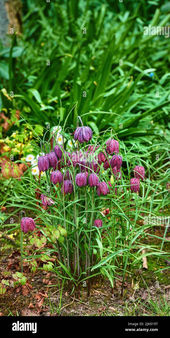 Beautiful, colorful and pretty flowers and plants in a green field or meadow. Checkered Lily or Fritillaria Bulbsis a delightful addition in gardens Stock Photo