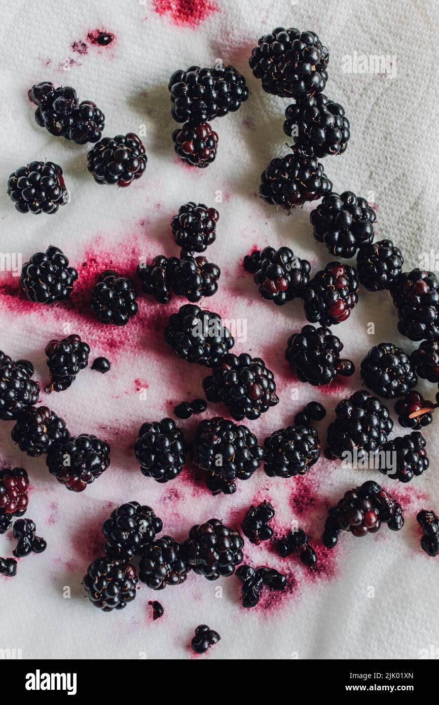 juicy wild summer blackberries on a white paper towel Stock Photo