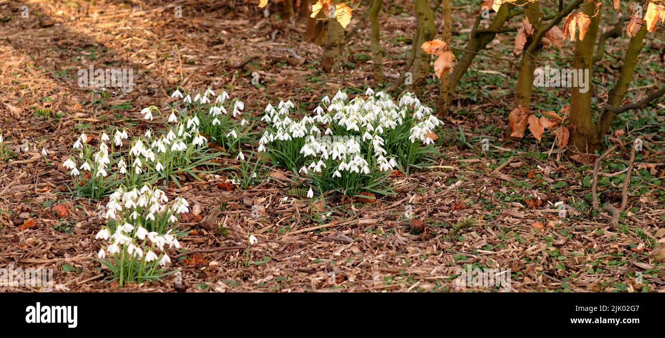 Closeup, white and fresh winter flowers growing in a dry autumn forest, home garden or backyard. Texture and detail of common snowdrop plants Stock Photo