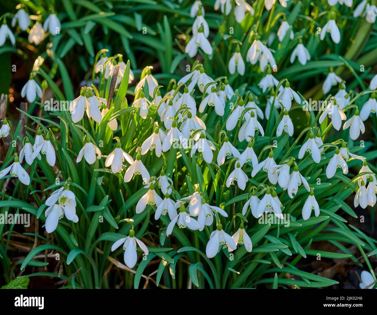 Beautiful, pretty and green flowers and plants in a garden, park or yard during summer. Top view of snowdrop flowering plant blooming and growing in a Stock Photo