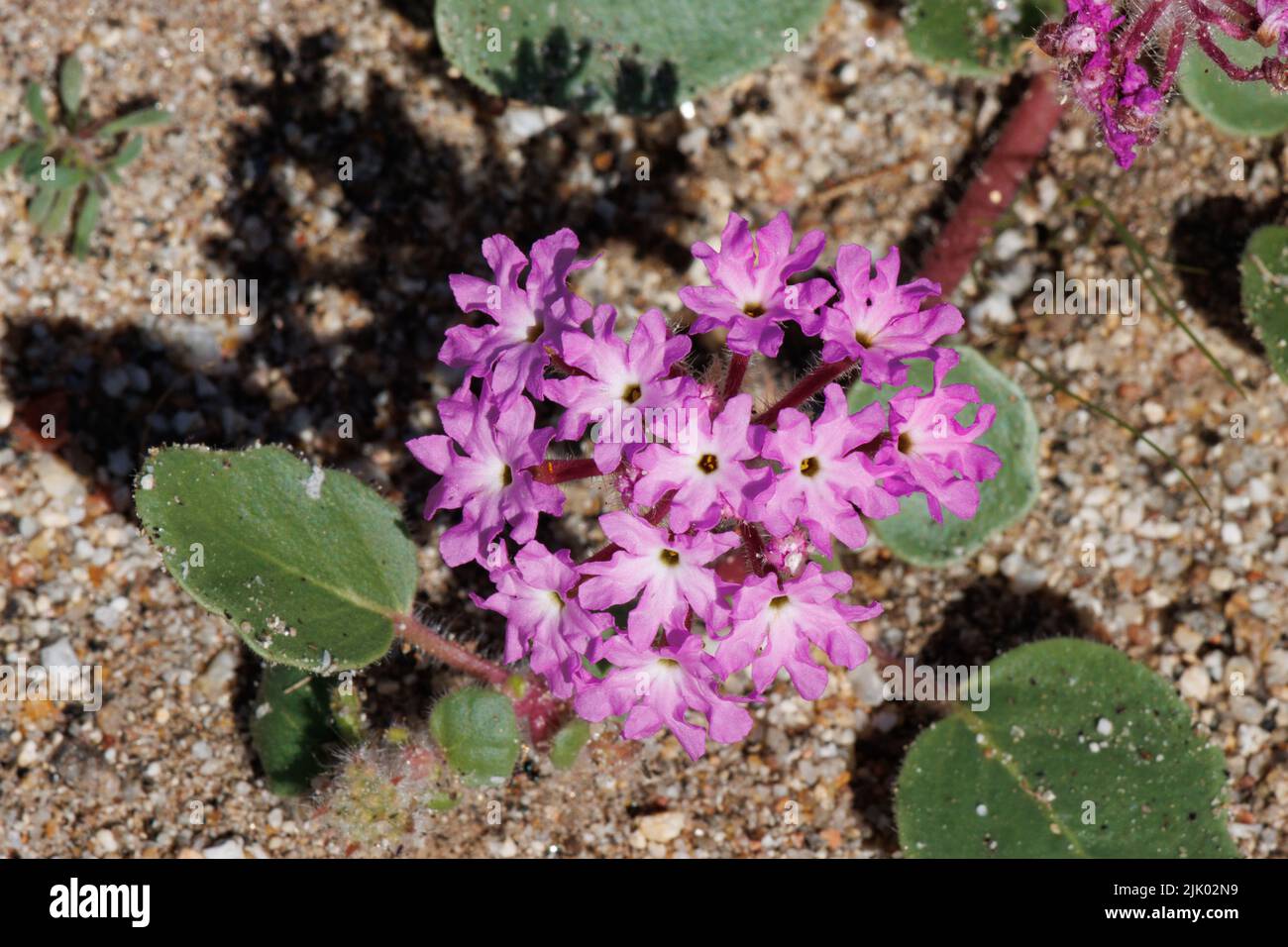 Pink flowering racemose capitate cluster inflorescence of Abronia Villosa, Nyctaginaceae, native annual in the Anza Borrego Desert, Springtime. Stock Photo