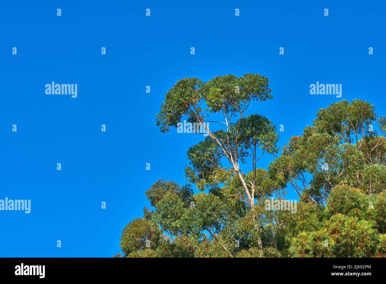 Blue sky and trees background hi-res stock photography and images - Alamy