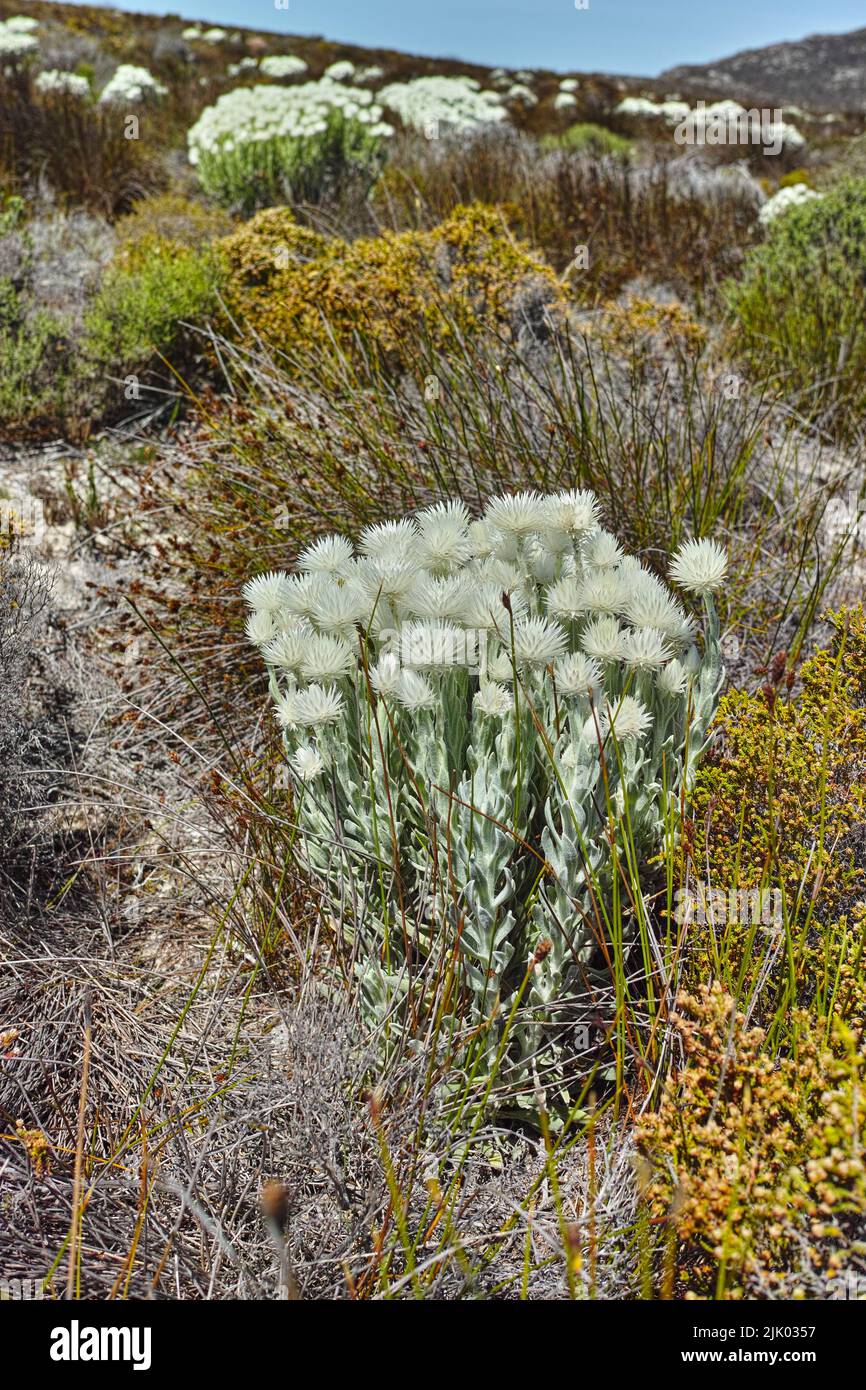 Beautiful, colorful and pretty flowers and dry plants on a mountain or fynbos nature reserve. Rugged and remote landscape with shrubs and cape snow or Stock Photo
