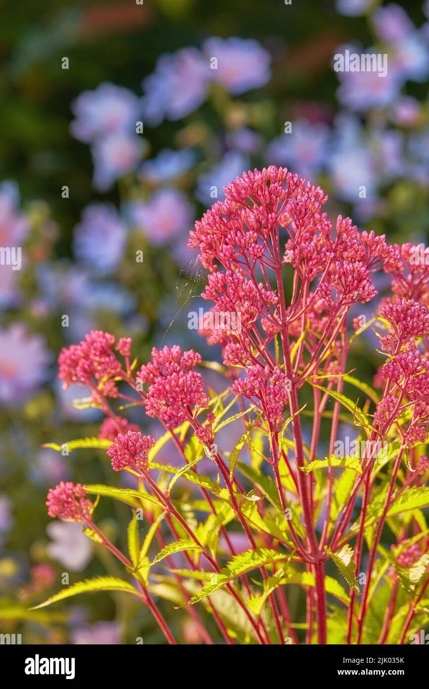 Beautiful, pretty plant and flowers in a garden, backyard or park in summer. Centranthus, valerians and flora blooming and blossoming on land, in a Stock Photo