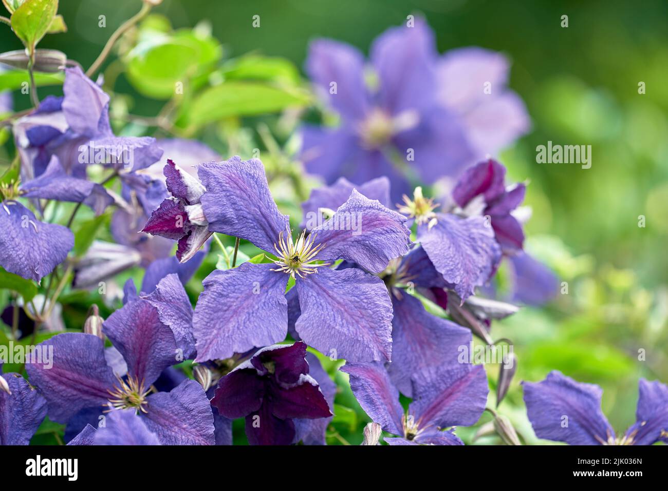Colorful purple flowers growing in a garden on a sunny day. Closeup of beautiful italian leather plants from the clematis species with vibrant violet Stock Photo