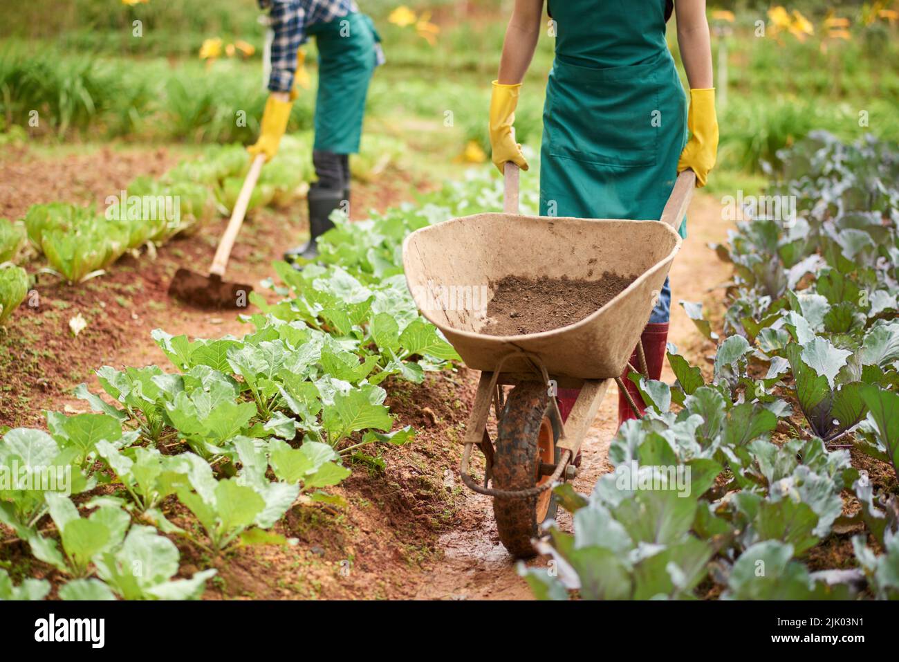 Farmer using wheelbarrow when working on plantation Stock Photo Alamy