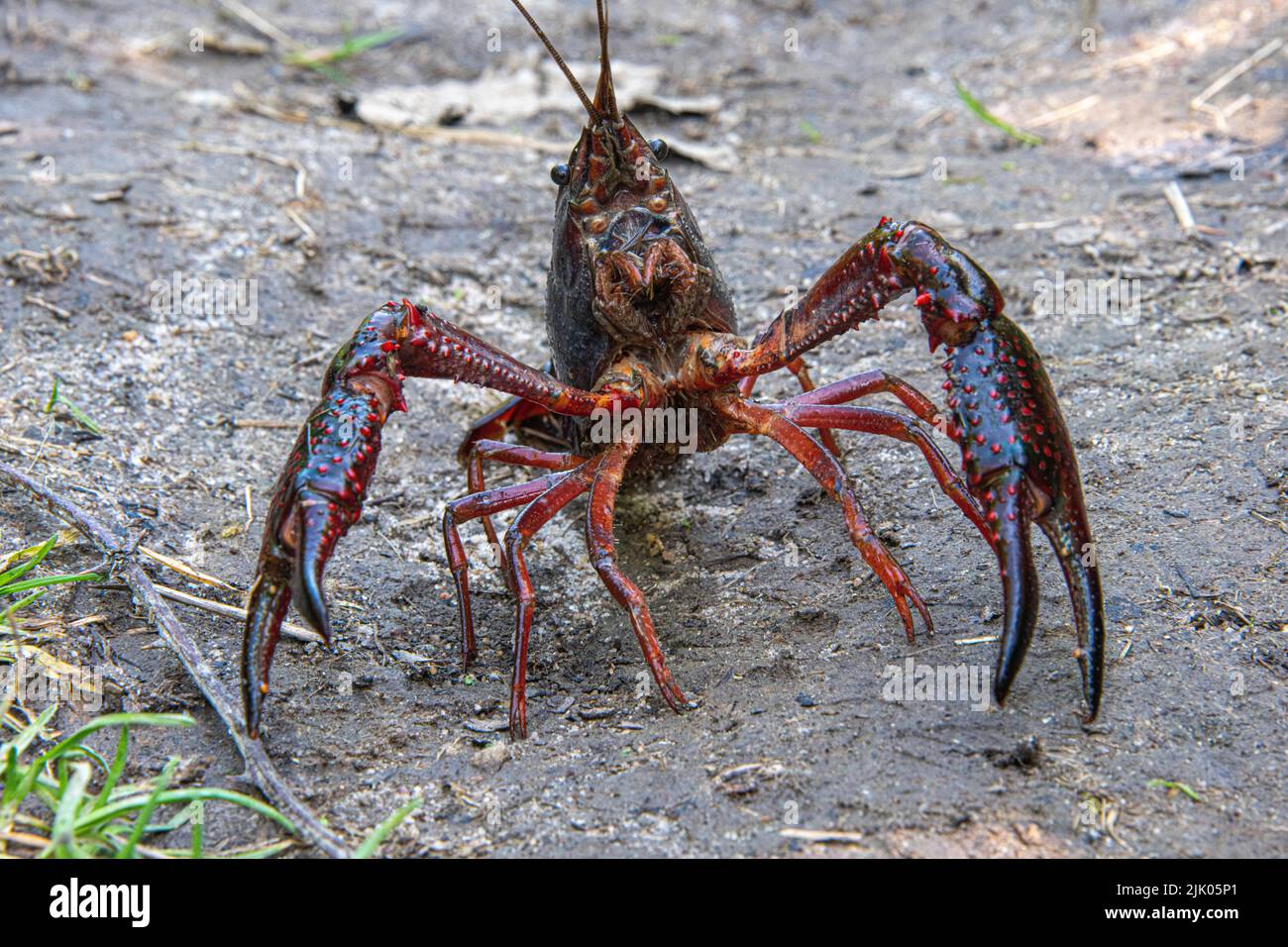 Aggressive crayfish on a walking path Stock Photo