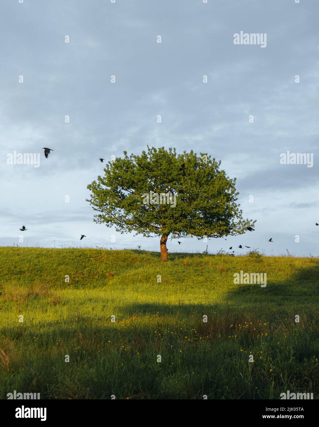 Flight lonely tree in field hi-res stock photography and images - Alamy