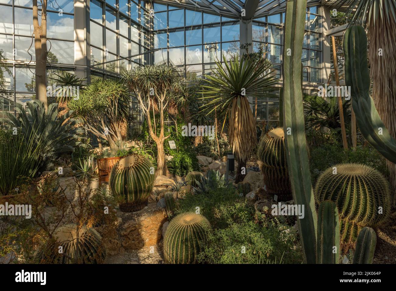 Beautiful cacti in the Palmengarten in Frankfurt, Germany Stock Photo