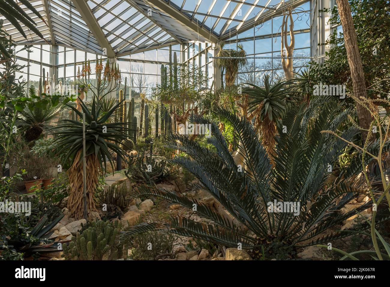 Beautiful cacti in the Palmengarten in Frankfurt, Germany Stock Photo