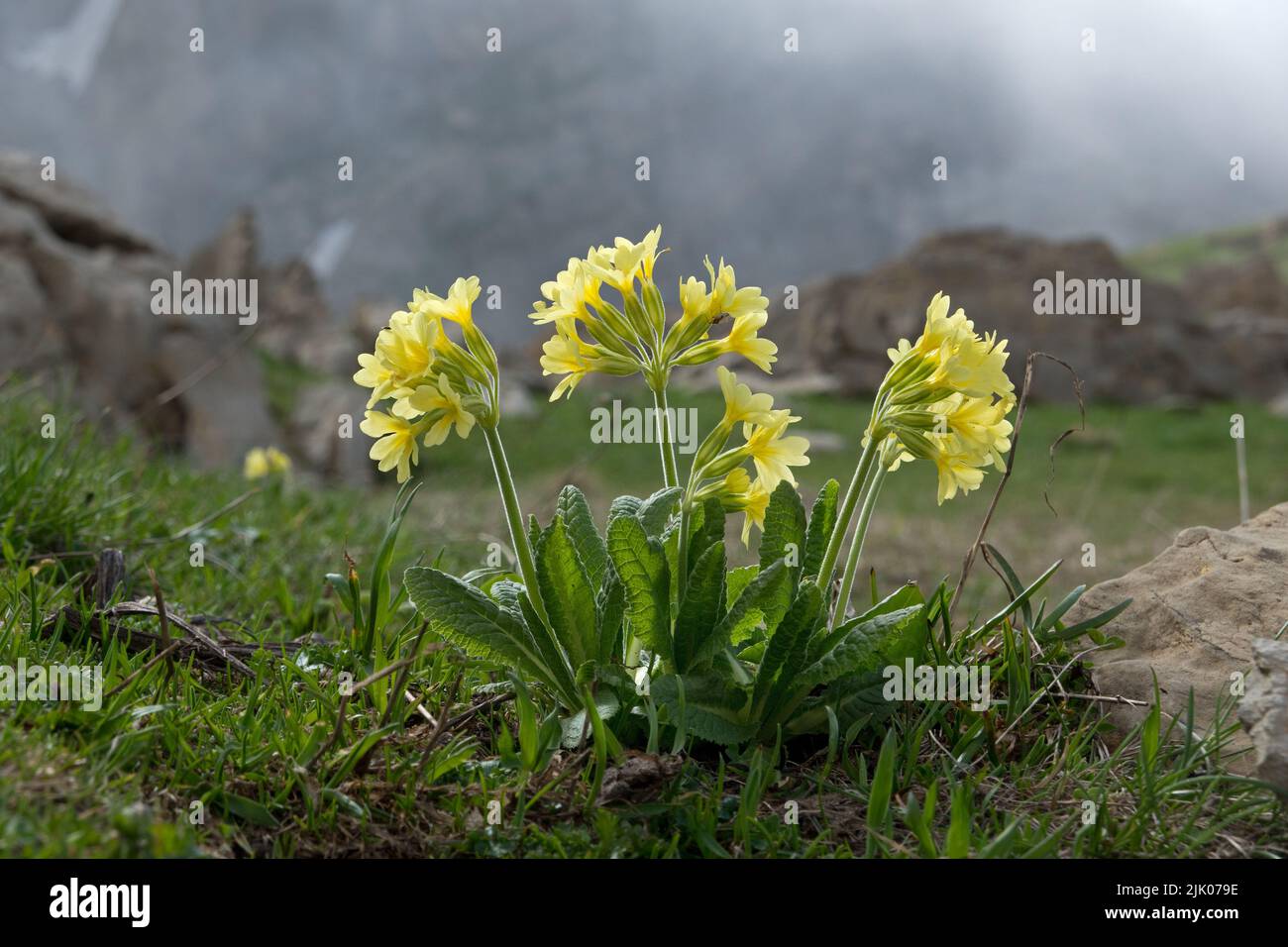 Auricula, also known as Mountain cowslip or Bear’s ear, yellow flowers, alpine landscape Stock Photo