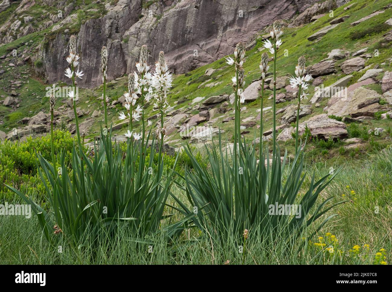White asphodels, plants with long stalks and white flowers, in alpine landscape Stock Photo