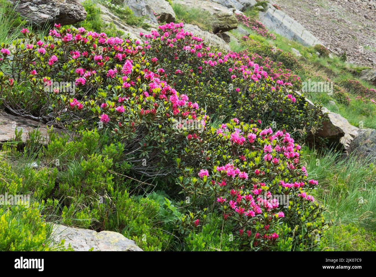 Alpenroses, shrubs with pinkish-red flowers, in spring on mountainside Stock Photo
