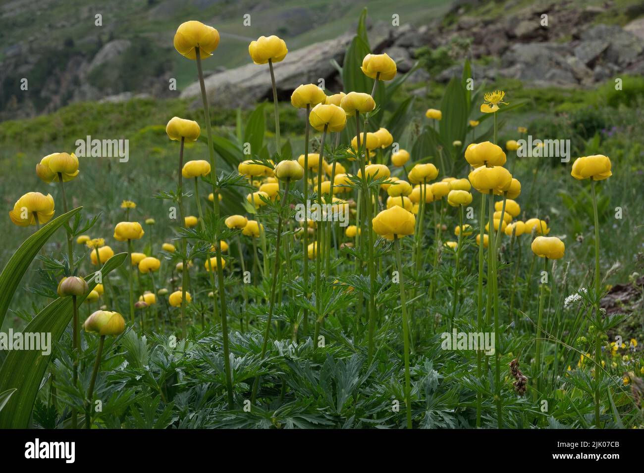 Group of Globeflowers, blooming yellow, in alpine landscape Stock Photo