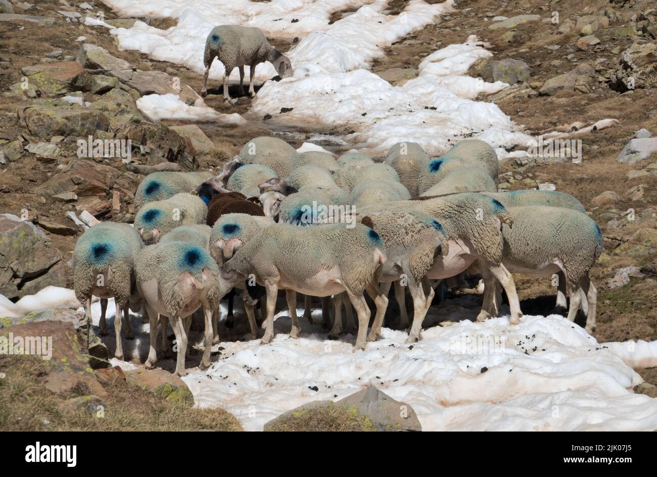 Flock of sheep in the mountains, marked with blue dots, cooling off on snow on hot day Stock Photo