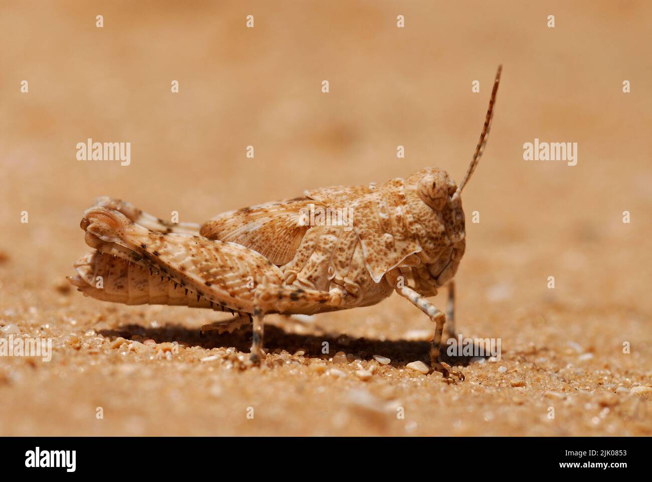 Grasshopper camouflage on sand Stock Photo