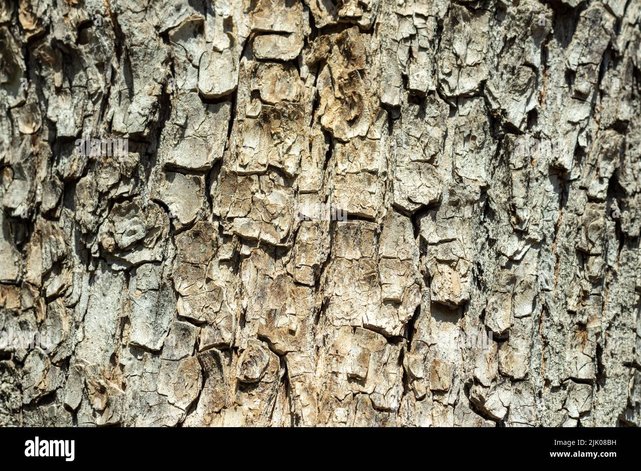 Texture of tree bark with green moss. Old tree background diagonal. Stock Photo