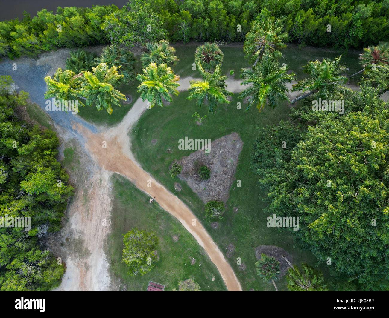 Downward aerial shot of palm trees along a riveres edge in Cairns Queensland Stock Photo