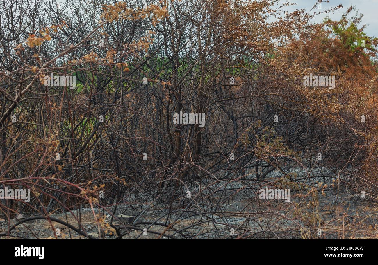 Evident habitat loss hires stock photography and images Alamy