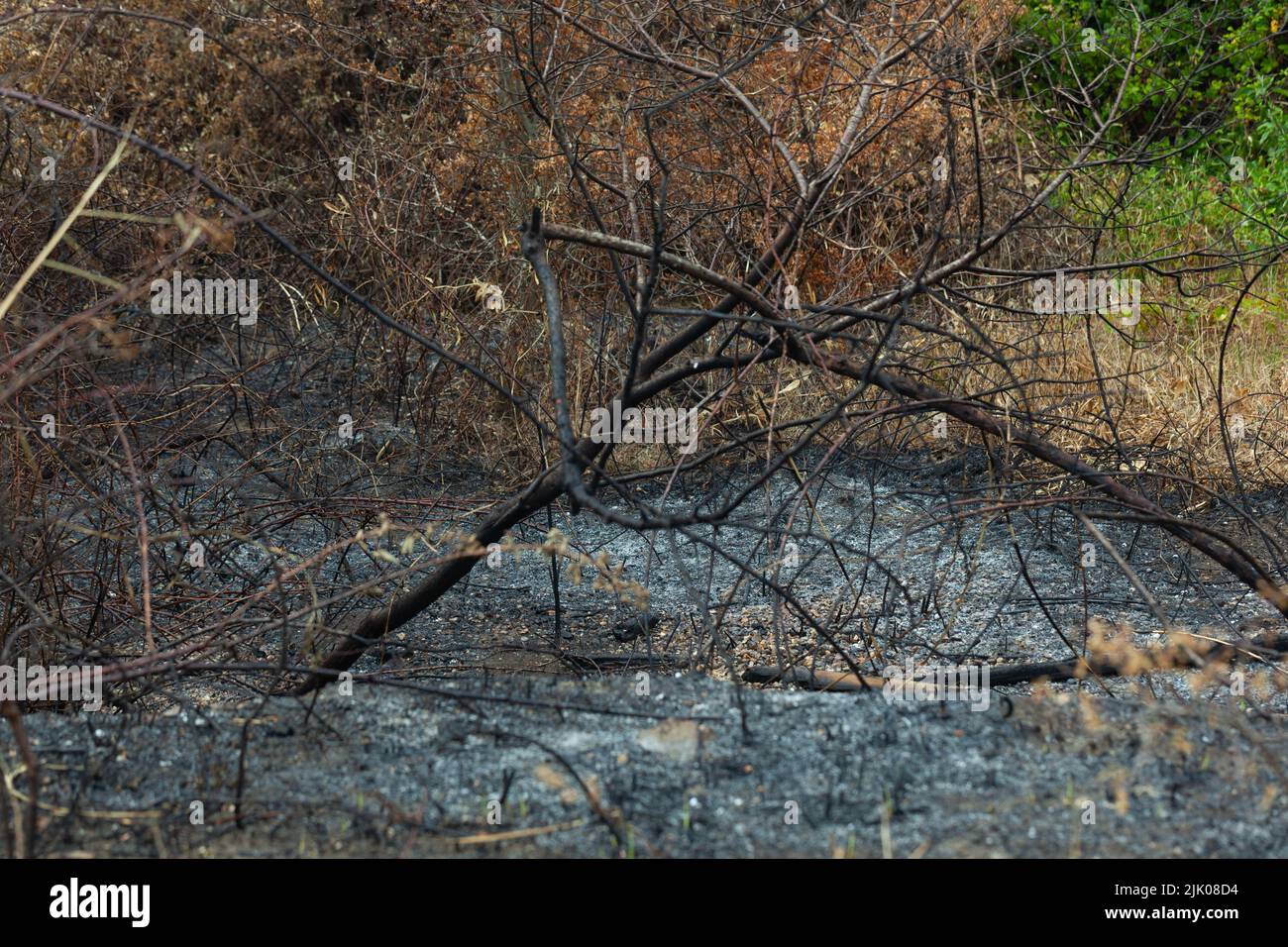 Extensive fire damage to trees and wildlife habitat loss was caused