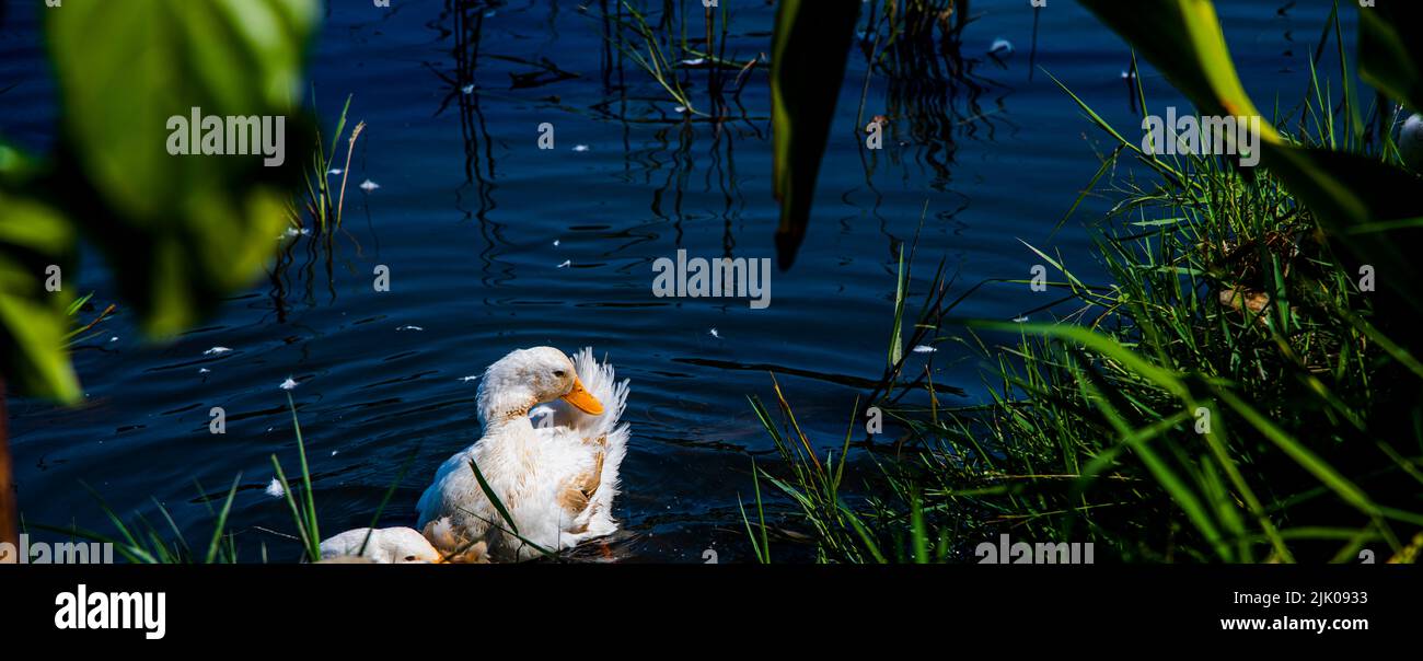 Asian duck washing itself in the river. Panoramic of river bank. Stock Photo