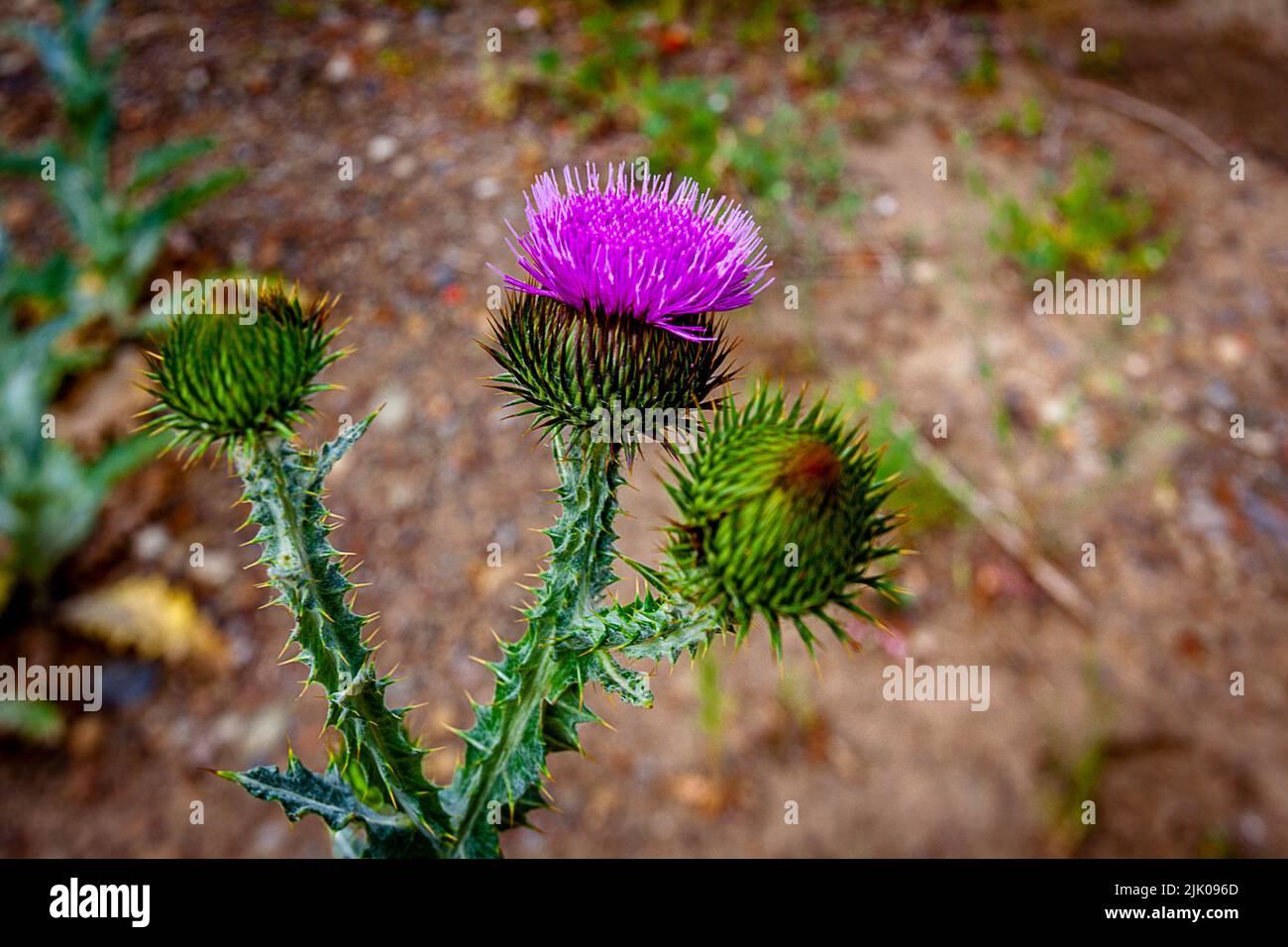 Milk Thistle plant growing wild in Colorado, USA. Purple bulbs with a brown dirt background. Stock Photo