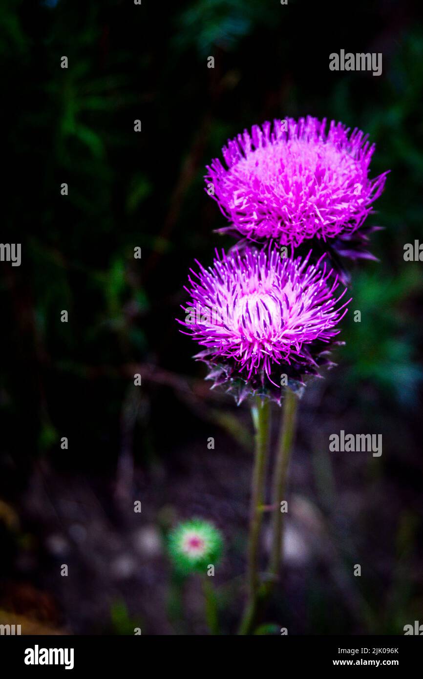 Two purple Milk Thistle plant buds growing in the wild in North America. Stock Photo
