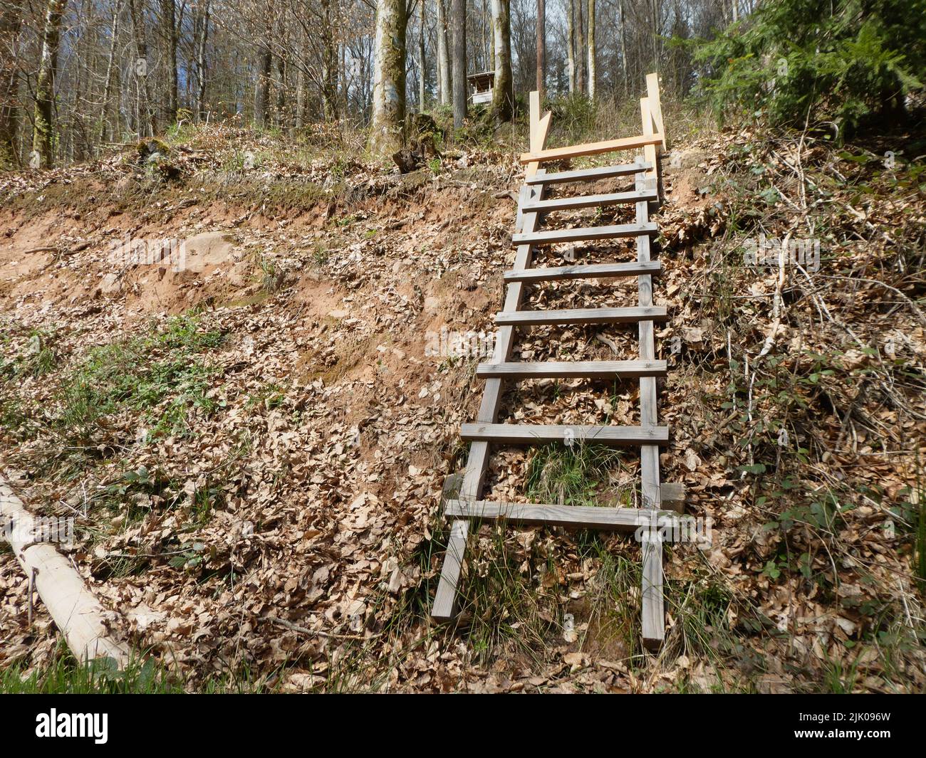 A wooden ladder to a distant deer stand Stock Photo